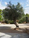 A very old olive tree